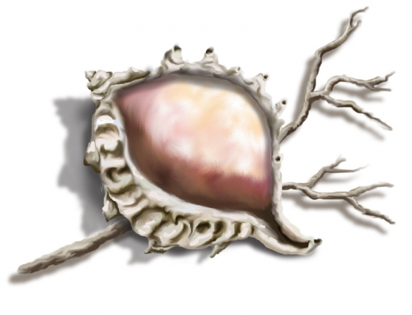 Creation of Shell And Branch: Step 6